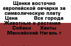 Щенки восточно европейской овчарки за символическую плату › Цена ­ 250 - Все города Животные и растения » Собаки   . Ханты-Мансийский,Нягань г.